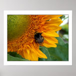 Bee on sunflower I Print