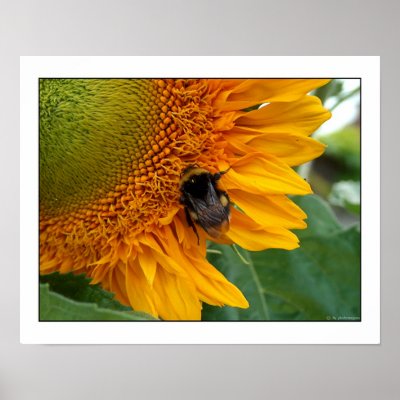 Bee on sunflower I Print by photomorgana
