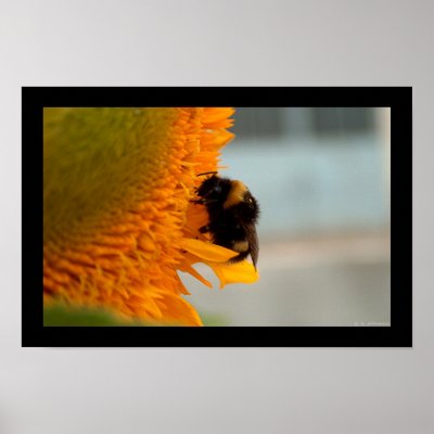 Bee on sunflower III Print by photomorgana