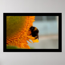 Bee on sunflower III Print