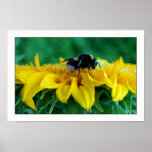 Bee on sunflower IV Poster