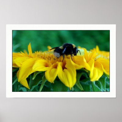 Bee on sunflower IV Poster by photomorgana