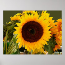 Bee on sunflower posters
