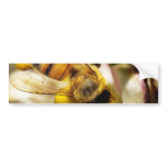 Bee On The Meyer Lemon Tree In My Balcony Bumper Sticker