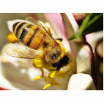 Bee On The Meyer Lemon Tree In My Balcony photo sculptures