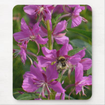 Bee Pollenating Fireweed Blossoms, Unalaska Island