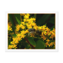 Bee Postcard