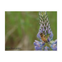 Bee Postcard