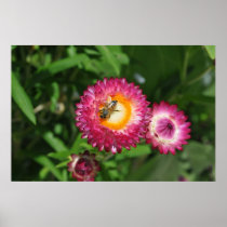 Bee Posters