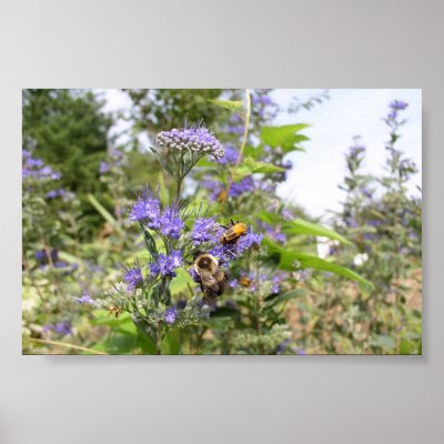 bee poster by andrew_long