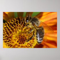 Bee Poster