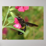 Bee Posters