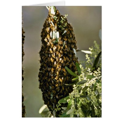 Bee swarm in tree Pink flowers Greeting Card by blueyellowtube