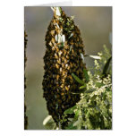 Bee swarm in tree Pink flowers cards
