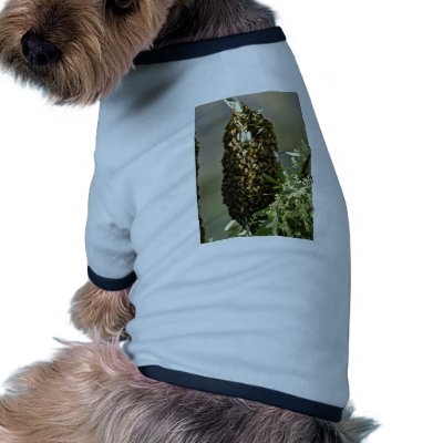 Bee swarm in tree Pink flowers Doggie Tshirt by blueyellowtube