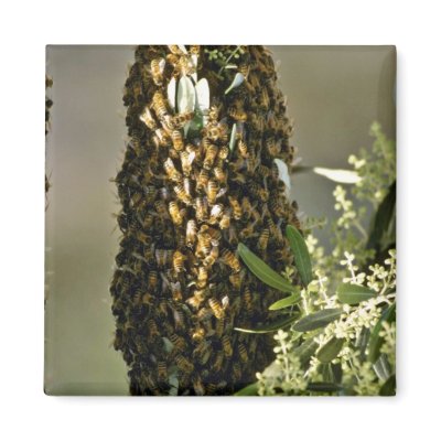 Bee swarm in tree Pink flowers Magnet by blueyellowtube