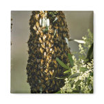 Bee swarm in tree Pink flowers magnets