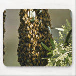 Bee swarm in tree Pink flowers mousepads