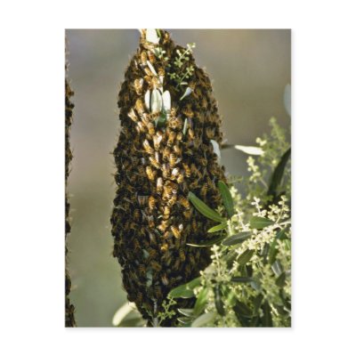 Bee swarm in tree Pink flowers Post Card by blueyellowtube