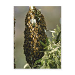 Bee swarm in tree Pink flowers postcards