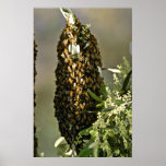 Bee swarm in tree Pink flowers posters