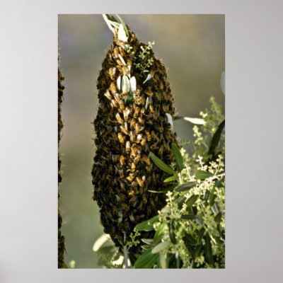 Bee swarm in tree Pink flowers Print by blueyellowtube