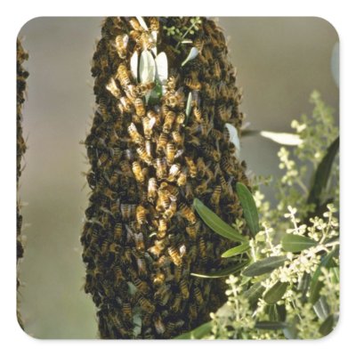 Bee swarm in tree Pink flowers Square Sticker by blueyellowtube