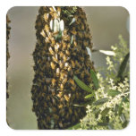 Bee swarm in tree Pink flowers stickers
