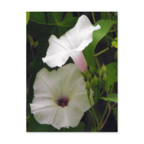 Bee Visits the Morning Glory Postcard
