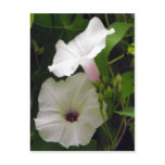 Bee Visits the Morning Glory postcards