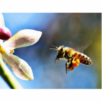 Bee With My Myer Lemon Tree Photo Cut Out by lifesphere