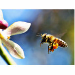 Bee With My Myer Lemon Tree photo sculptures
