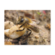 Bee with Pebble Post Cards