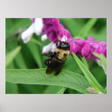 Bee with Velvet Flowers - Poster posters