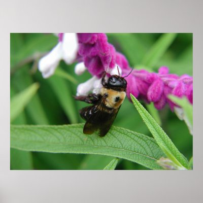 Bee with Velvet Flowers - Poster by bontongallery