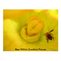 Bee Within Zucchini Flower Post Cards
