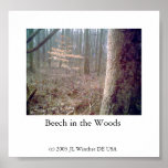 Beech in the Woods posters