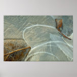 Beech leaf in ice posters