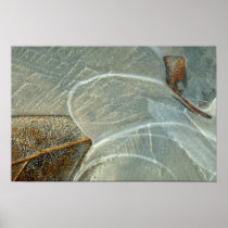 Beech leaf in ice posters