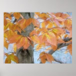 Beech Tree In The Winter Woods