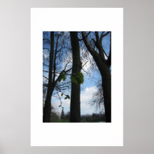 Beech trees poster