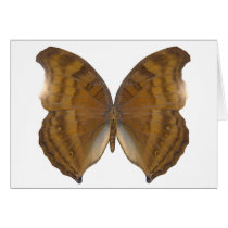 BeechWing Butterfly Card