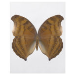 BeechWing Butterfly Flyer