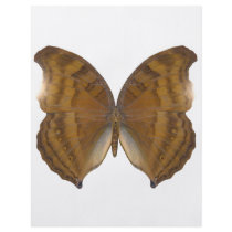 BeechWing Butterfly Flyer