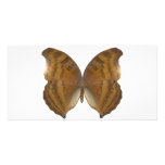 BeechWing Butterfly Picture Card