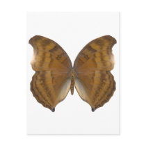 BeechWing Butterfly Postcard