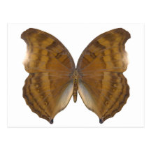 BeechWing Butterfly Postcard