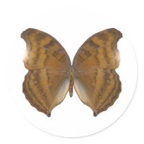 BeechWing Butterfly Stickers