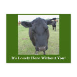 Beef Tails Postcard