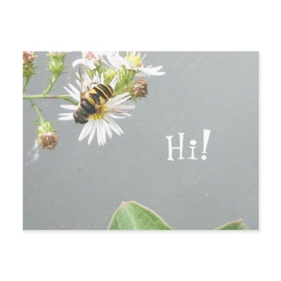 Beefly, Hi! Postcard by CarolsCamera